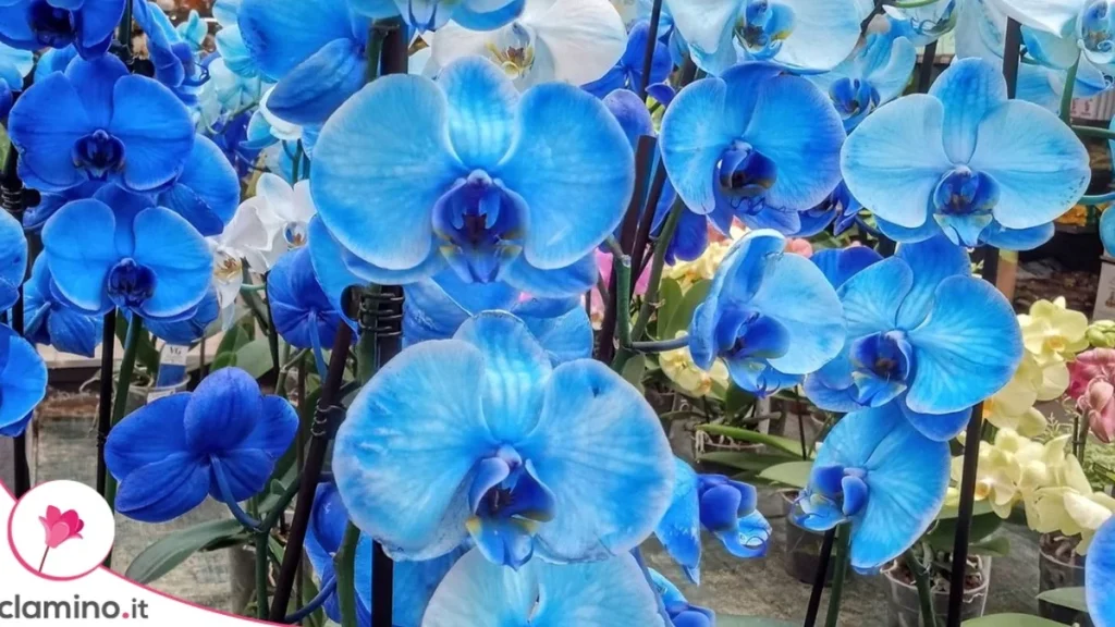 Orquídeas Azules: Por Qué las del Vivero Esconden un Truco que te Dejará sin Color