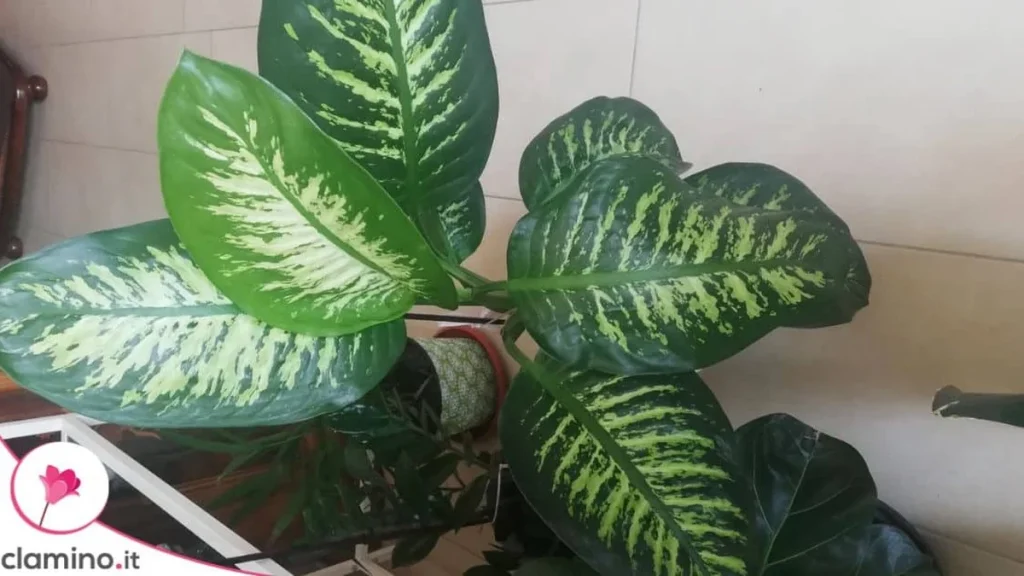 Dieffenbachia, Planta del Silencio: Por Qué Su Savia Puede Dejarte Sin Habla