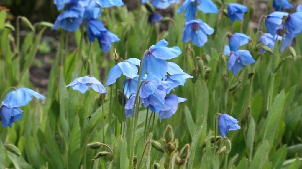 Amapola Azul del Himalaya: Por Qué Esta Flor Real Desafía Todo Lo que Sabes sobre el Color