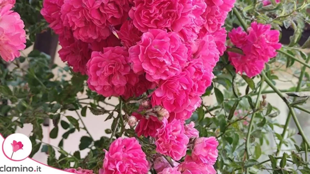 Rosas en Racimo: el Abono de Verano que Necesitan para Seguir Floreciendo