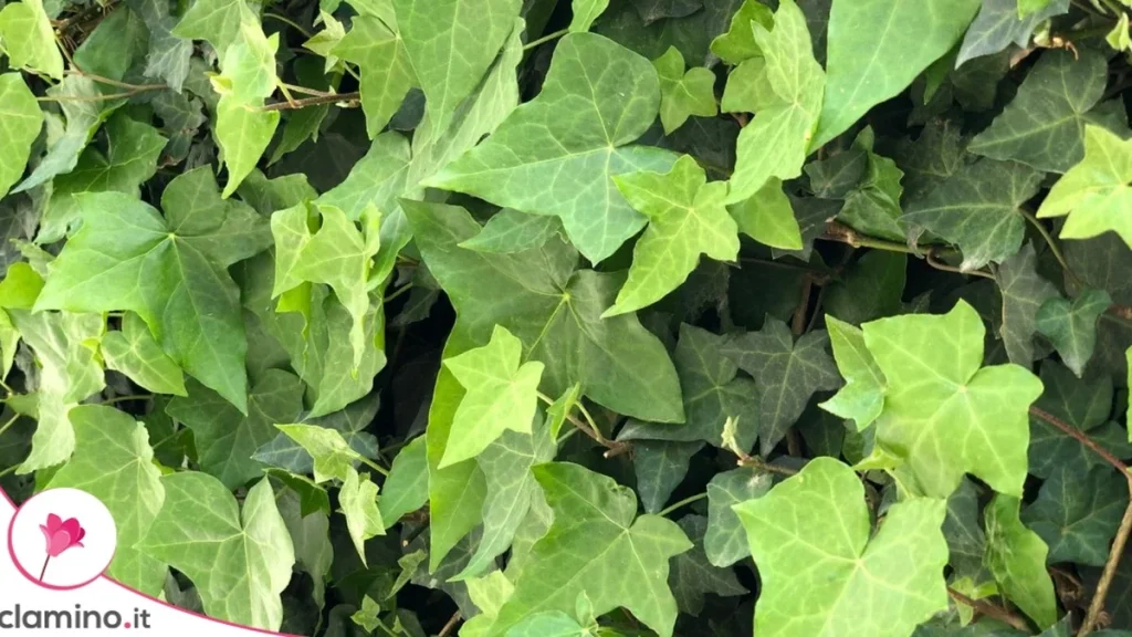 Hiedra Joven y Adulta: por qué esta planta es en realidad dos en una