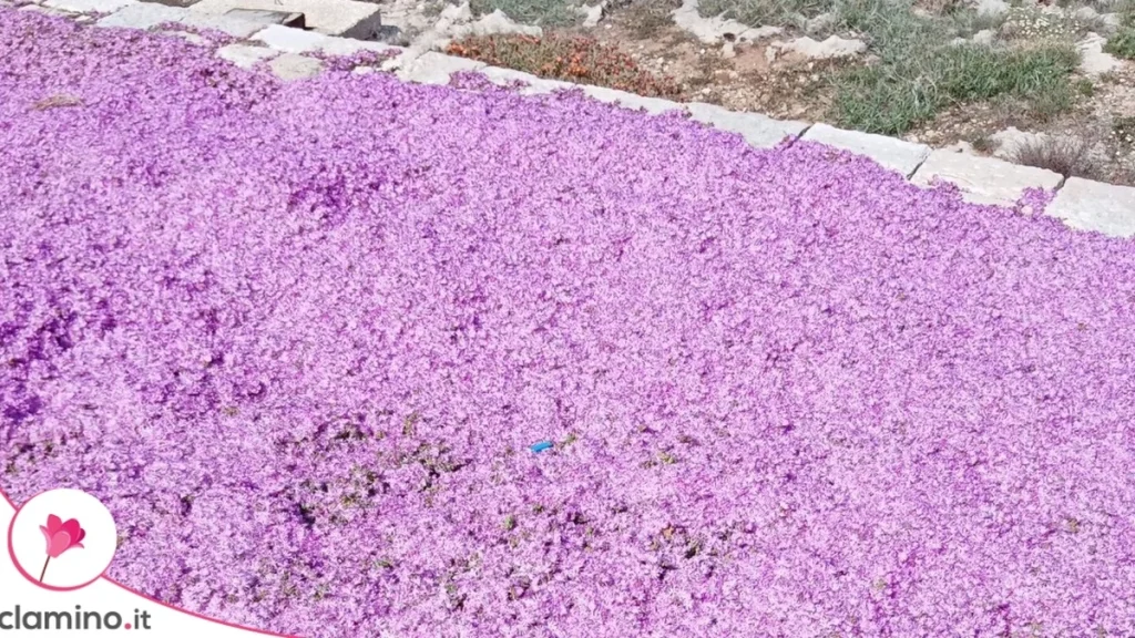 Barba de Júpiter: La Alfombra de Flores que Parece Falsa pero Puedes Tener en tu Jardín