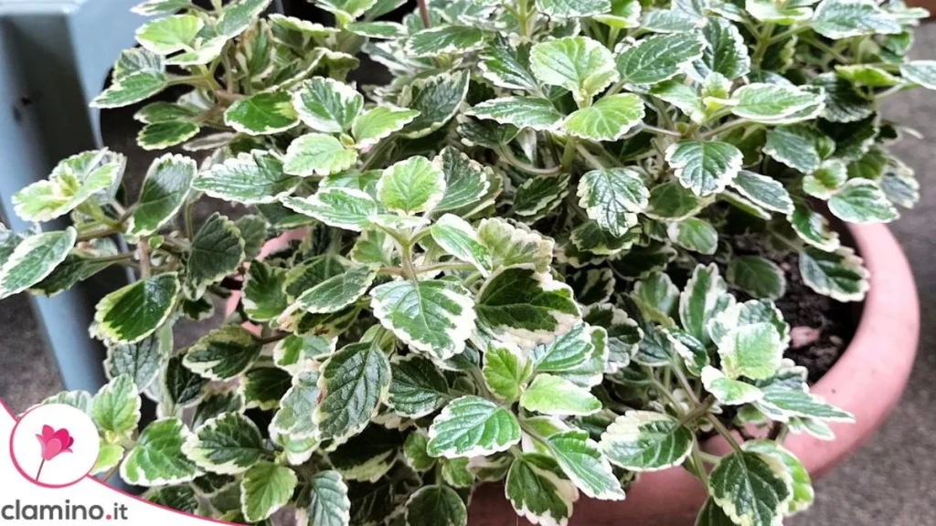 Cómo recuperar una Planta del Incienso con ramas largas y desordenadas antes de que llegue el frío
