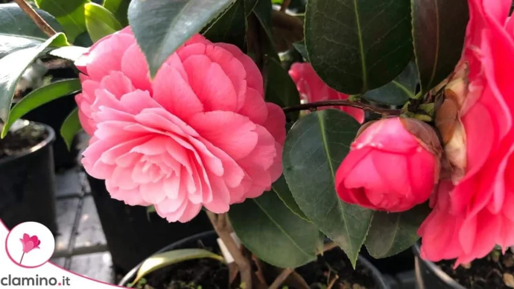 El suelo de la camelia se vuelve alcalino con el tiempo: cómo mantener la acidez de forma duradera