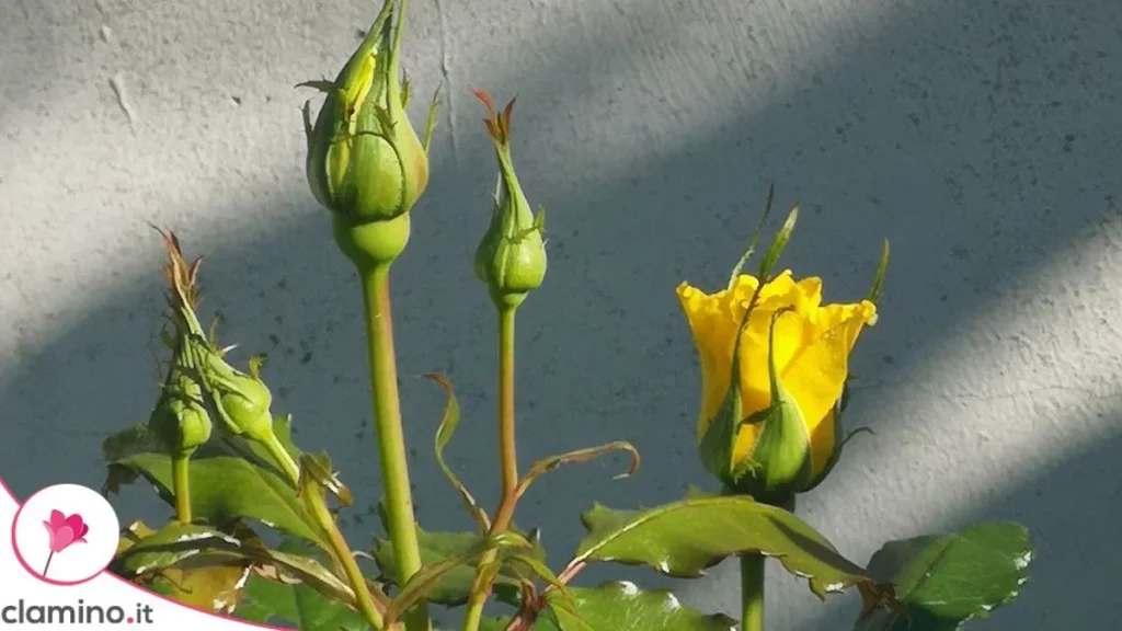 Los capullos nuevos de las rosas se secan antes de abrirse: estas son las causas que hay que distinguir