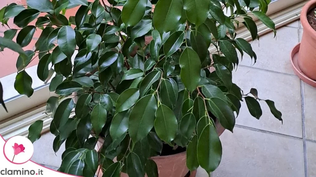 El Ficus Benjamina puede perder todas sus hojas de repente si cometes este error de cuidado