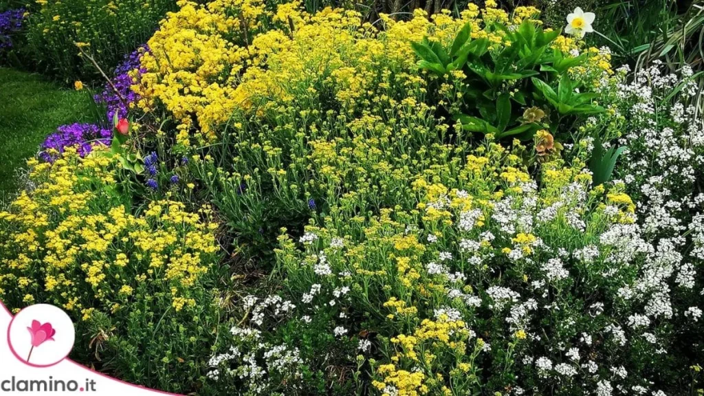 Combinaciones de plantas perfectas para jardineras según sol y sombra