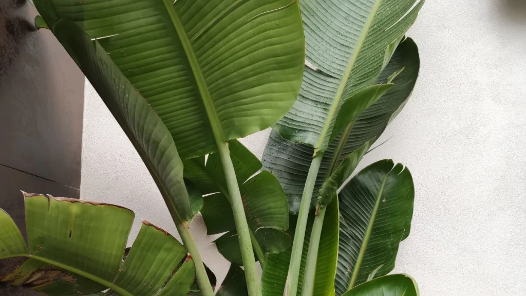 La Strelitzia está abriendo una hoja enorme y lleva días sin desplegarse del todo