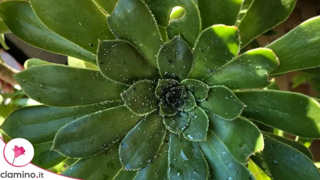 Hojas pegajosas en tus plantas: qué mirar antes de limpiarlas