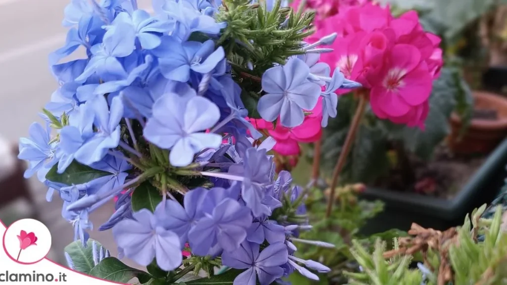 Las últimas flores del plumbago en otoño: ¿duran más o menos que las de verano?