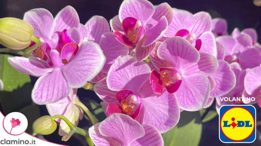 Ciclaminos, orquídeas y Kalanchoe en Lidl desde 1,99 € para llenar de color el hogar y el balcón