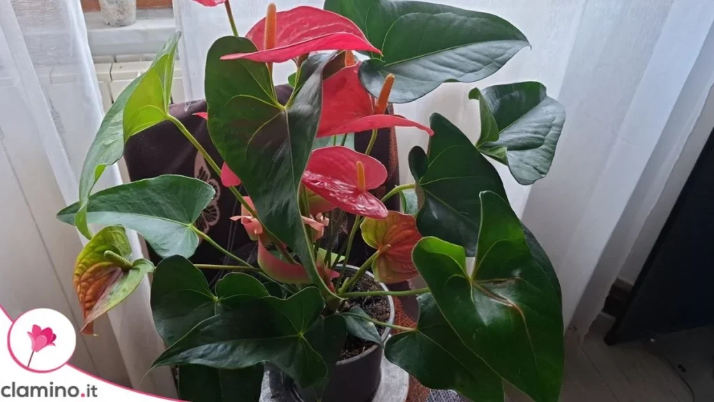 Raíces aéreas del Anthurium fuera del tiesto: cuándo actuar y cuándo dejarlas crecer
