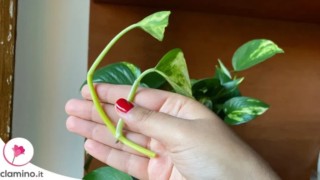 Septiembre es buen momento para hacer esquejes de estas plantas de interior, pero hay condiciones que debes comprobar antes