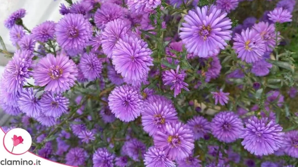 Aster con muchas hojas y pocos flores: las cinco causas que debes revisar antes de abonar