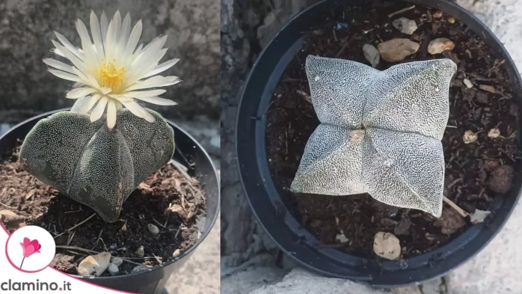 Astrophytum myriostigma: qué condiciones necesita para dar su primera flor amarilla