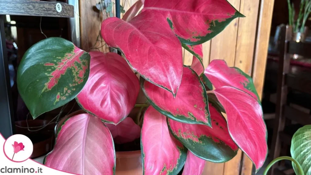 Las hojas de la Aglaonema Flamingo llenan el apartamento de color rosa sin necesidad de flores
