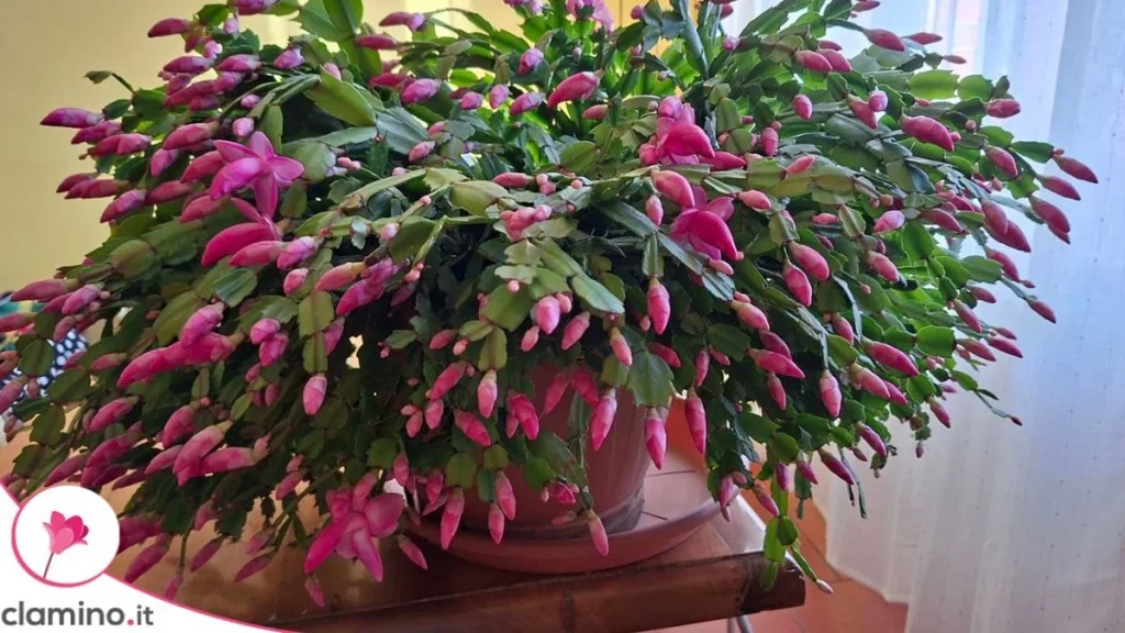 Cactus de Navidad en Casa: Cómo los Ramos Colgantes Transforman tu Decoración