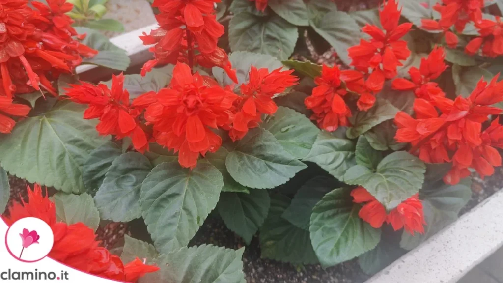 Salvia Splendens Roja: La Planta que Enciende los Parterres Cuando el Verano se Apaga