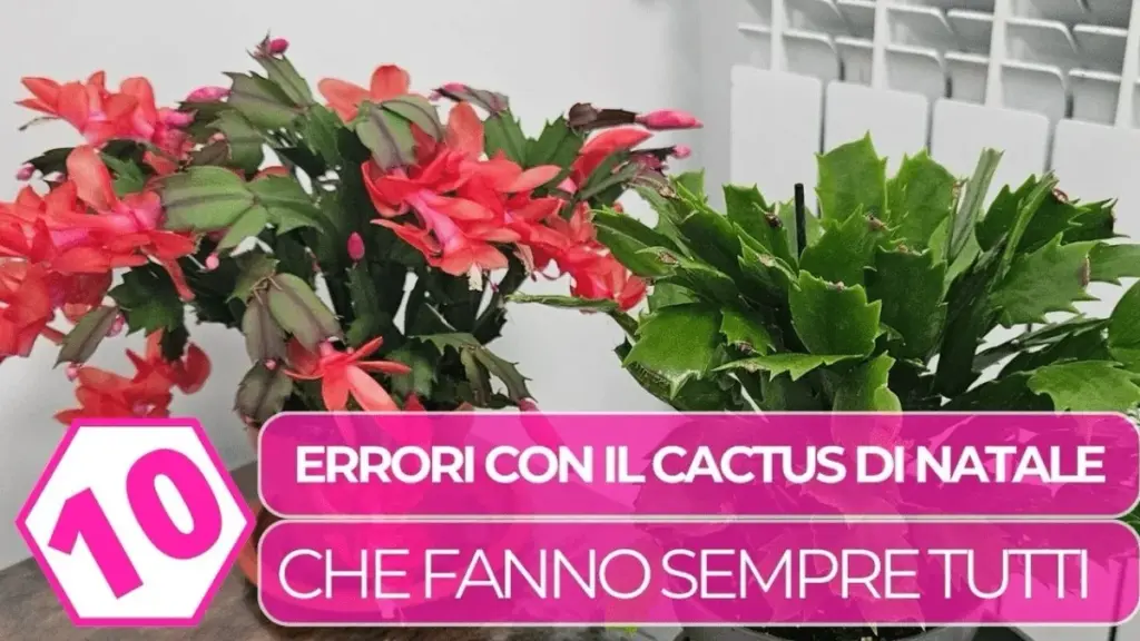 Cactus de Navidad: Por Qué se Seca y los 5 Errores que Comete Todo el Mundo