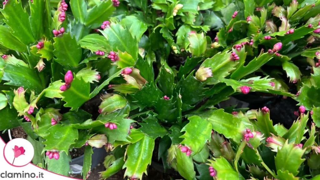 Cactus de Navidad: Por Qué Sus Capullos se Ablandan Antes de Abrirse y Cómo Evitarlo