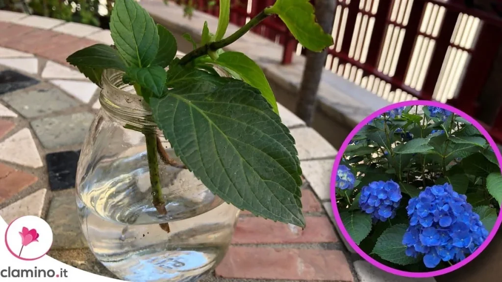 Esquejes de Hortensia: Por Qué el Primer Brote No Significa que ya ha Enraizado