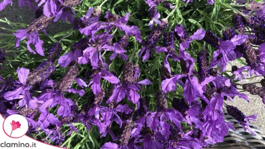 Menta, Albahaca y Lavanda en el Balcón: Lo Que Nadie Te Cuenta Sobre los Mosquitos
