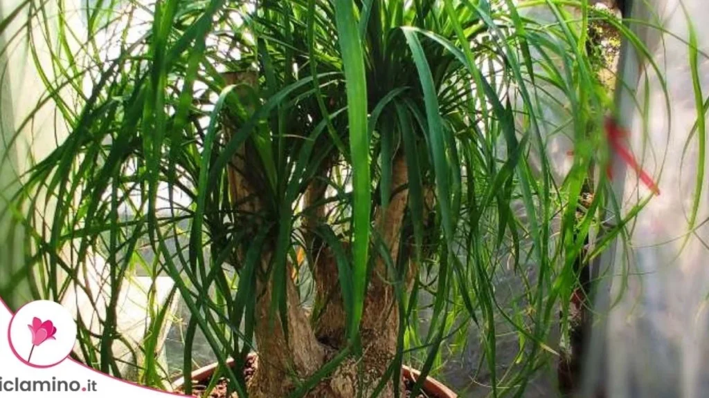 Beaucarnea en flor: Por qué es tan raro que florezca dentro de casa