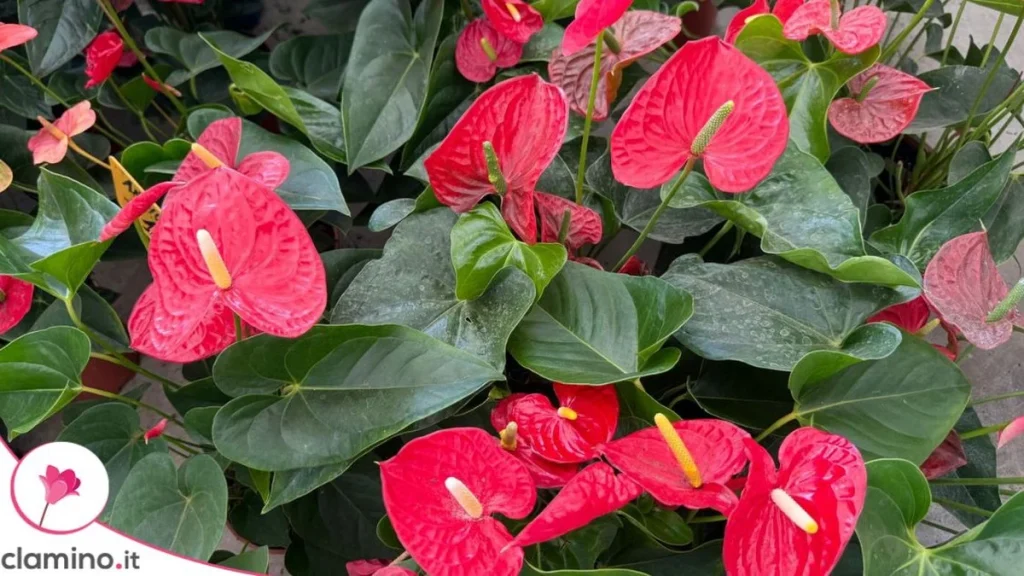 Hojas del Anthurium: Por Qué Pierden Brillo y Qué Debes Cambiar en Casa
