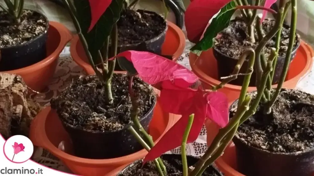 Flor de Pascua: por qué trasplantarla en el momento exacto multiplica su crecimiento