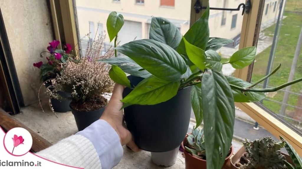 Ventilación en Casa: Cómo Airear sin Dañar tus Plantas de Interior este Otoño