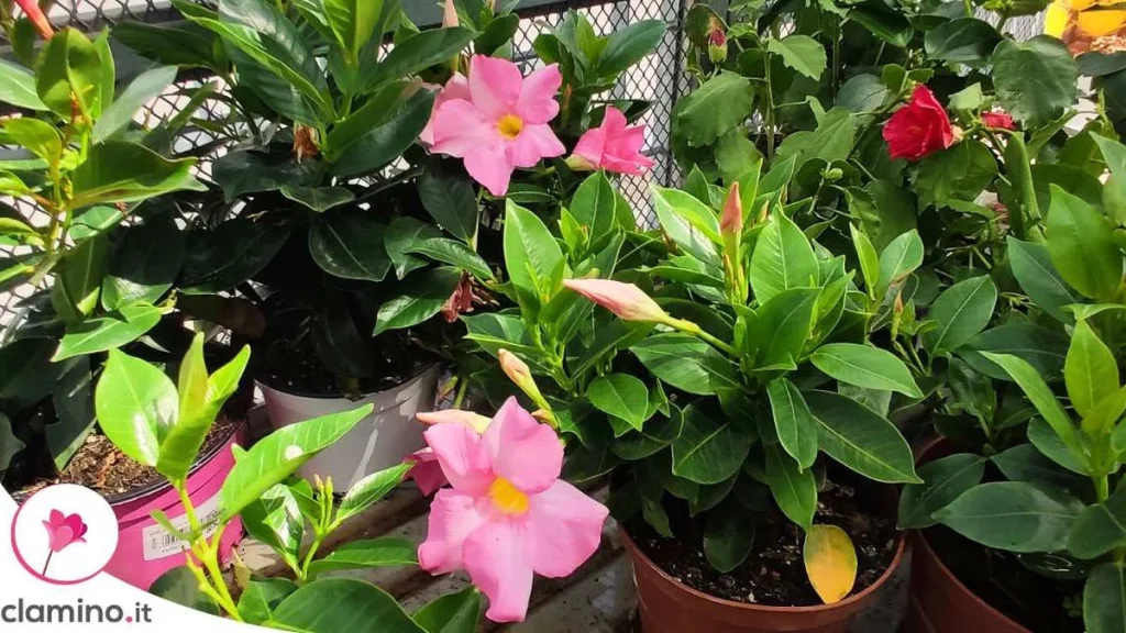 Dipladenia sin flores: por qué crece con fuerza pero no produce capullos