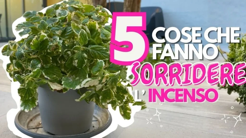 Planta de Incienso: Las 5 Claves para que Esté Siempre Frondosa y Compacta