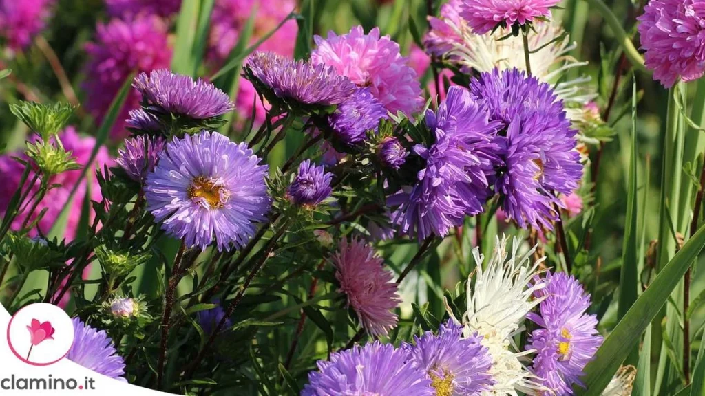 Asters en Octubre: Por Qué Cortar los Tallos con Capullos Es un Error que Cuesta Flores