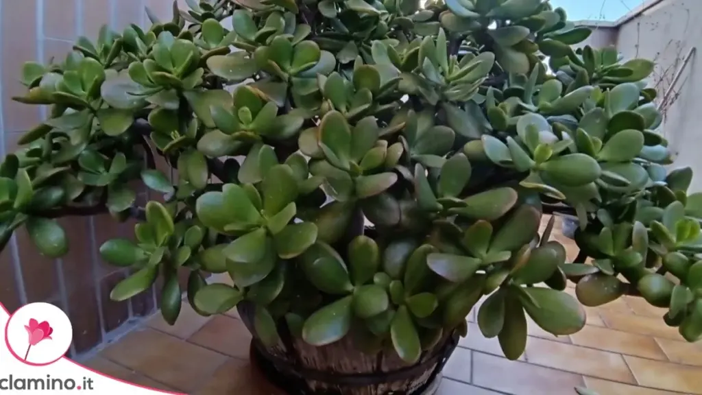 Árbol de Jade Hojas: Por Qué Esas Pequeñas Coronas en las Ramas Revelan la Estructura Real de Tu Planta