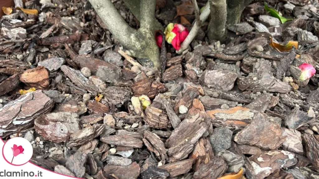 Acolchado de otoño: qué materiales usar y errores que dañan las plantas
