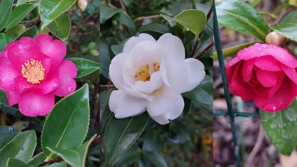 Camelia Sasanqua: Por Qué Florece en Otoño Cuando las Demás Descansan