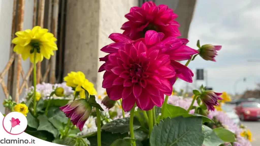 Dalias en Maceta: La Guía Completa para Llenar tu Balcón de Flores