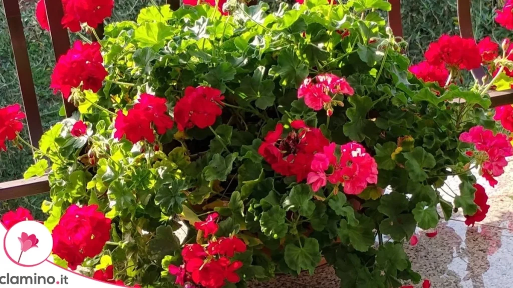 Geranios en Otoño: La Guía Completa para Mantener el Color en tu Balcón Hasta Noviembre