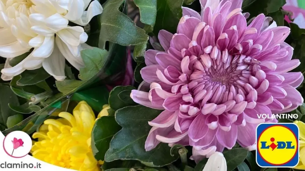Crisantemos en Lidl: La Planta de Otoño a 5,49 € que Rescata tu Balcón en Octubre