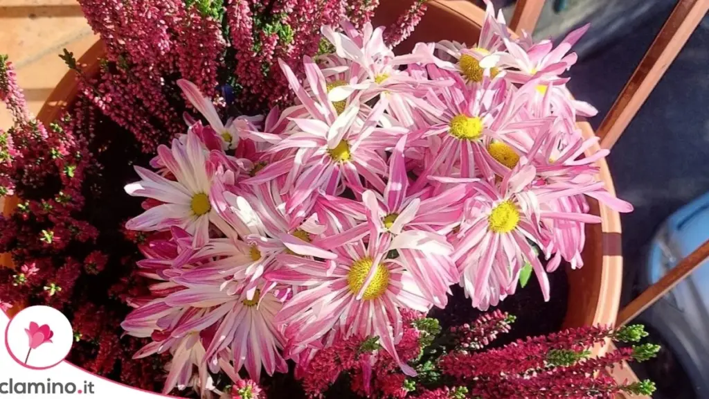 Plantas con Flor en Noviembre: 7 Especies que Mantienen el Balcón Lleno de Color