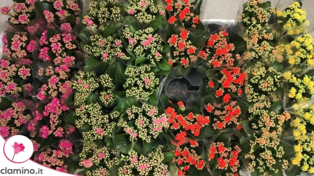 Kalanchoe de IKEA: Por Qué Se Seca Nada Más Llegar a Casa y Cómo Evitarlo