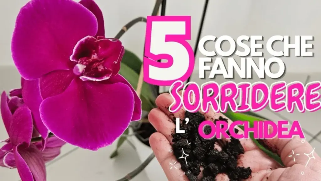 Orquídea Phalaenopsis: las 5 claves que mantienen tu planta feliz todo el año