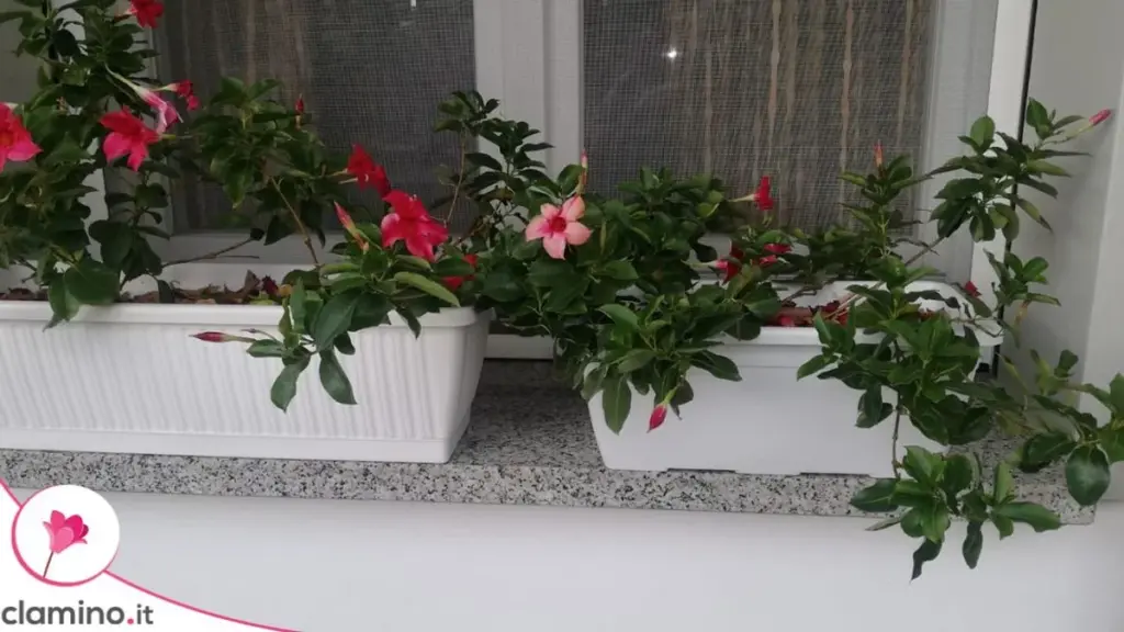 Sustrato Dipladenia: Cómo Drenar Sin Que la Tierra Se Seque en un Bloque Compacto