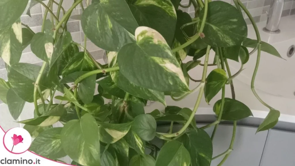 Plantas para el Baño : Cuáles Reducen la Humedad y Cuáles Solo la Toleran