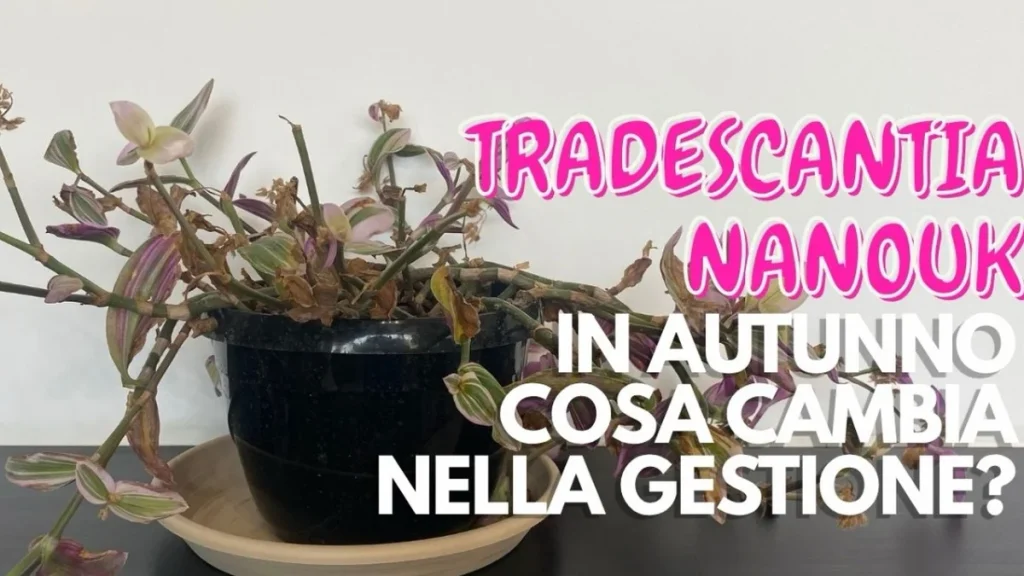 Tradescantia Nanouk en Otoño: Cómo Cambiar su Cuidado Antes de que Llegue el Frío