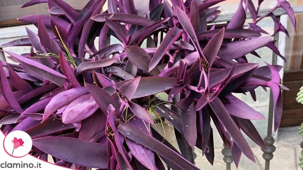 Antes de podar la Tradescantia pallida, levanta los tallos y mira cuánto verde queda en el centro