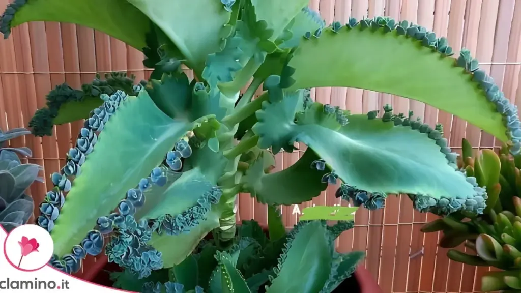 Kalanchoe Daigremontiana: Por Qué la Llaman Madre de Miles y Cómo Controlar Sus Hojas